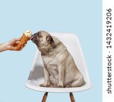 Pug Dog Sits On A Chair And...