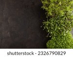 Small photo of Set of boxes with microgreen sprouts of watercress, mizuna and kohlrabi cabbage on black concrete background. Top view, flat lay, copy space.