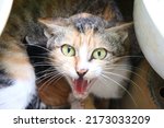 Small photo of Feral Calico Cat Hissing, Hostile Mother Cat While Nursing Kittens