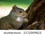 Cute Grey Squirrel Eating Nuts