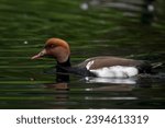 Small photo of The Red-Crested Pochard (Netta rufina).