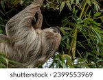 Small photo of Linnaeus's Two-Toed Sloth (Choloepus didactylus), also known as the Southern Two-Toed Sloth, Unau, or Linne's Two-Toed Sloth.