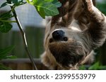 Small photo of Linnaeus's Two-Toed Sloth (Choloepus didactylus), also known as the Southern Two-Toed Sloth, Unau, or Linne's Two-Toed Sloth.