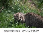 Small photo of Scottish Wildcat (Felis silvestris silvestris) and kitten.