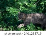 Small photo of Scottish Wildcat (Felis silvestris silvestris) kitten.
