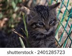 Small photo of Scottish Wildcat (Felis silvestris silvestris) kitten.