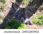 Small photo of Scottish Wildcat (Felis silvestris silvestris) kittens playing.