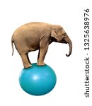 Small photo of Elephant funambulist balance ball isolated on white
