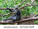 Small photo of Experience the Wonders of Zanzibar, Tanzania's Wildlife: The Red Colobus Monkey Zanzibar, Tanzania is a treasure trove of wildlife, and the Red Colobus Monkey is one of its most fascinating and unique