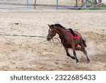 Small photo of Brown horse galloping around the racetrack and training
