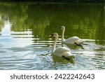 Two beautiful swans float on the water surface