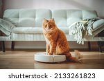 Funny cat sitting on the robot in the living room at home with sofa. Rides the cleaner on wooden floor. Ginger cat, watches the robot with a vacuum cleaner, touches it with its paw, runs after robot.