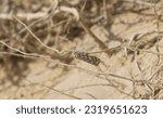 Small photo of Utetheisa pulchella, the crimson-speckled flunkey, crimson-speckled footman, or crimson-speckled moth at Wadi Degla Protectorate Eastern Desert - Egypt