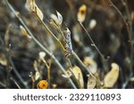 Small photo of Utetheisa pulchella, the crimson-speckled flunkey, crimson-speckled footman, or crimson-speckled moth, at Spring time, Wadi Degla Desert canyon Protectorate, Western Desert, Egypt
