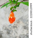 Orange Pomegranate Flower That...