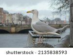 A Seagull At O'connell Bridge...