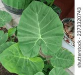 Small photo of like water on taro leaves, proverb in Indonesian