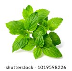 Fresh Peppermint Isolated On...