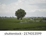 Small photo of A tree in the middle of plenteous green rice field
