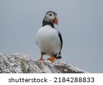 a puffin stands and looks around