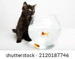 Cat Looking At The Goldfish In...
