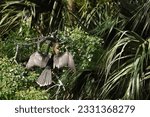 Small photo of Female Anhinga drying her wings in the bright morning sunlight at Lawton Pond on Hilton Head Island. Trees provide the background.