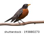 Profile Of A Robin Perched On A ...