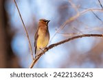 Small photo of With its rakish black mask and subdued crest, a cedar waxwing profiles itself while perched in a tree.