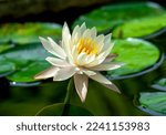 white lotus flower,water lilly- beautiful wallpaper