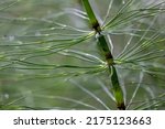 Small photo of This primitive plant is also known as the scouring rush as it was used to scour pots and pans because of their silica content. Because they are hollow, horsetail have a nice glow when backlit.