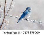 Small photo of A male mountain bluebird has encountered unseasonable spring weather and now has to tolerate cold temperatures, snow, and frost. Insects are scarce, so foraging becomes difficult.