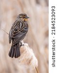 Small photo of A female red-winged blackbird is perched on a cattail during the spring mating season. In this image, she is surveying the area she has claimed for nesting, and will aggressively fend off rivals.