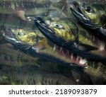 Small photo of Chum salmon become distorted and can literally lose body parts as they migrate upstream to spawn. These fish are being held in a pool and will have eggs and milt removed for use in the hatchery.