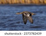 This image shows a fast flying American wigeon duck (female) as it wings its away across a pond in autumn.
