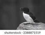 Small photo of This photo shows a vocalizing razor-billed, or lesser, auk as it sits on a granite rock protruding from the face of a cliff overlooking the Atlantic Ocean. A colony of auks is nesting on this cliff.