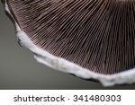 Close Up Of Mushroom Gills