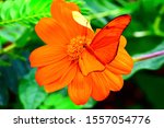 Orange Butterfly Sitting On An...