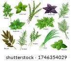 fresh herbs collection  arugula ... | Shutterstock .eps vector #1746354029
