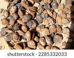 Small photo of dry seed, Irvingia malayana Oliv dry seed. ex A.W.Benn, Barking Deers Mango, Wild Almond, Irvingia malayana Oliv. Ex A.W.Benn, image 2