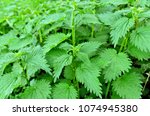 Urtica,nettles or stinging nettles (German name is Brennnesseln) for medical and Tea with full frame.
