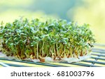 Small photo of Garden Cress Contains Even More Vitamin C Than Oranges. Garden cress or cress (Lepidium sativum) growing.