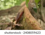 Small photo of Ants on the buttress roots of a tree in the jungle, Quebrada Valencia, Magdalena, Colombia Stock Photo