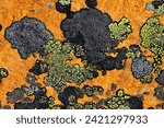 Small photo of Rock lichen colonies on boulders brought down by a landslide Jasper National Park Alberta Canada Stock Photo