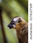Lemur Portraits At A Zoo