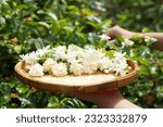 Small photo of Arabian Jasmine flowers collected from the garden in bamboo baskets Thai people like to use jasmine to float cold water to drink. Decorated as a garland to worship the Buddha image and make incense.