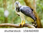 Majestic Harpy Eagle In The...