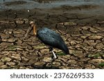 Small photo of The Greater Adjutant or Leptoptilos dubius has a wide and varied diet. It sweeps through water with its huge bill, scooping up fish, crustaceans, amphibians, insects and reptiles.