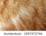 Ginger Cat Fur Texture...