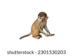 Indian baby monkey with white background