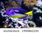 Paracanthurus hepatus Indo-Pacific surgeonfish known as regal, royal blue, hippo, Pacific regal blue tang, palette surgeonfish, blue hippo tang, flagtail and blue surgeonfish, 